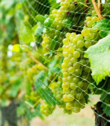 Plant Protection Nets