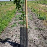 Seedling Protection Nets